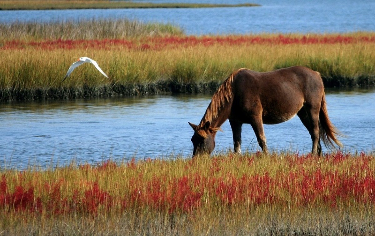 Cuanto más resopla un caballo, más feliz es