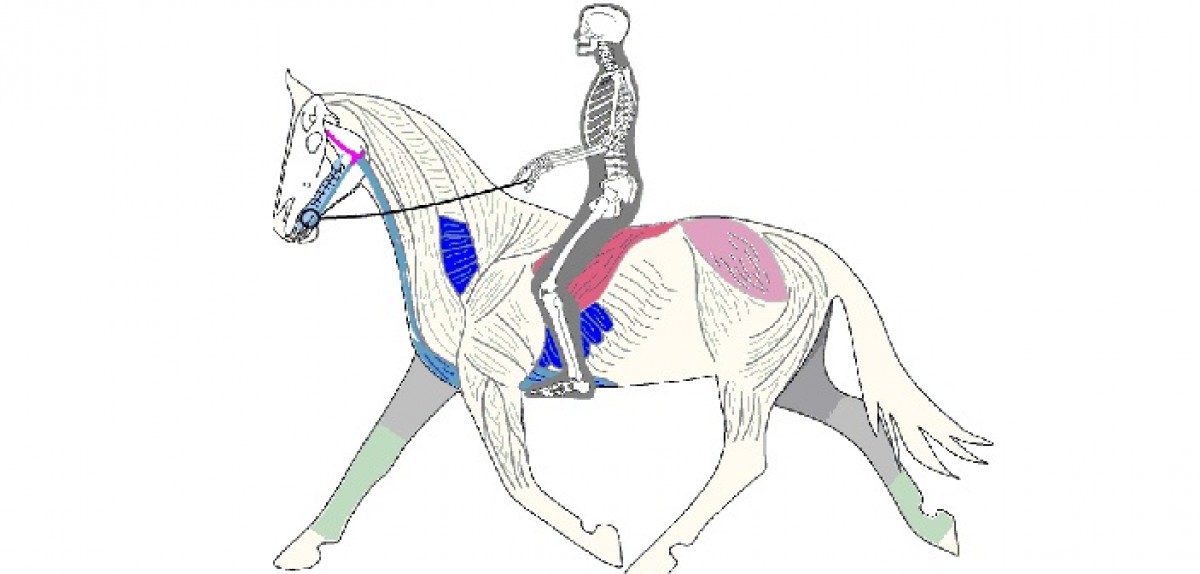 8 músculos clave en equitación