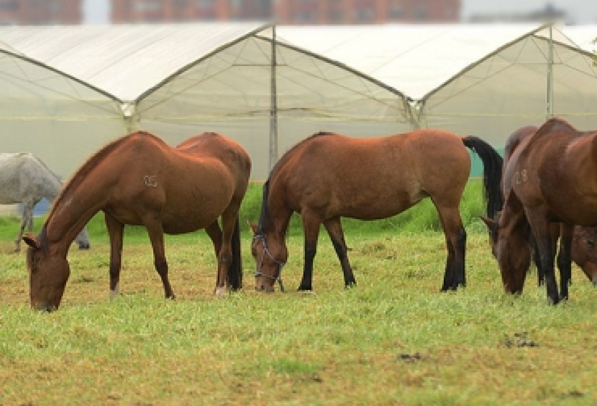 Yeguas mejoran reproducci&oacute;n con equilibrio establo-pastizal
