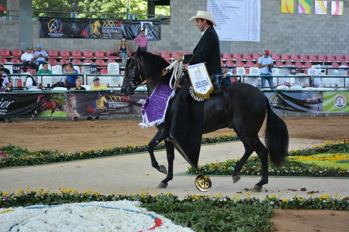 VÍDEO: Fonendo Mejor, Quitasueño 1P, Potros Paso Fino Colombiano,Nacional 2018