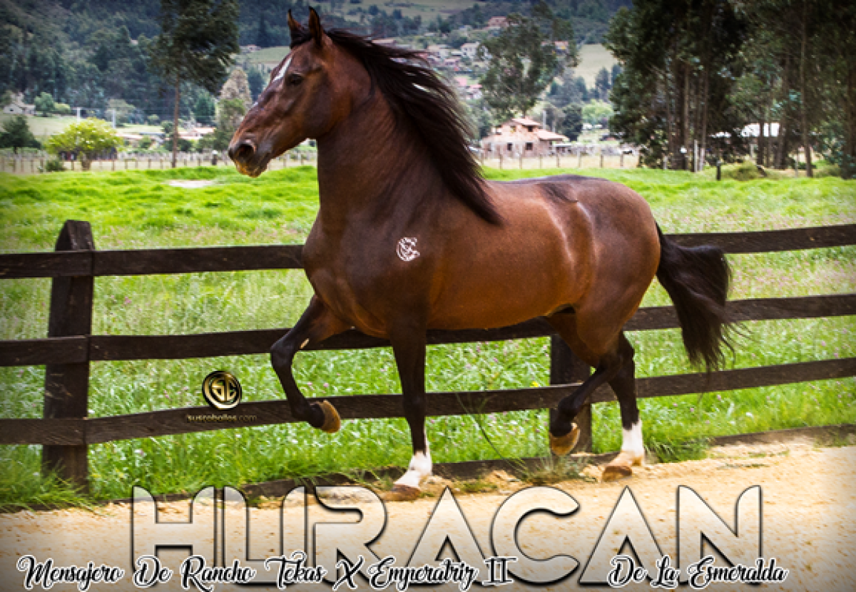 Criadero San Carlos Presenta A Su Reproductor Y Campeón Huracàn de La Esmeralda