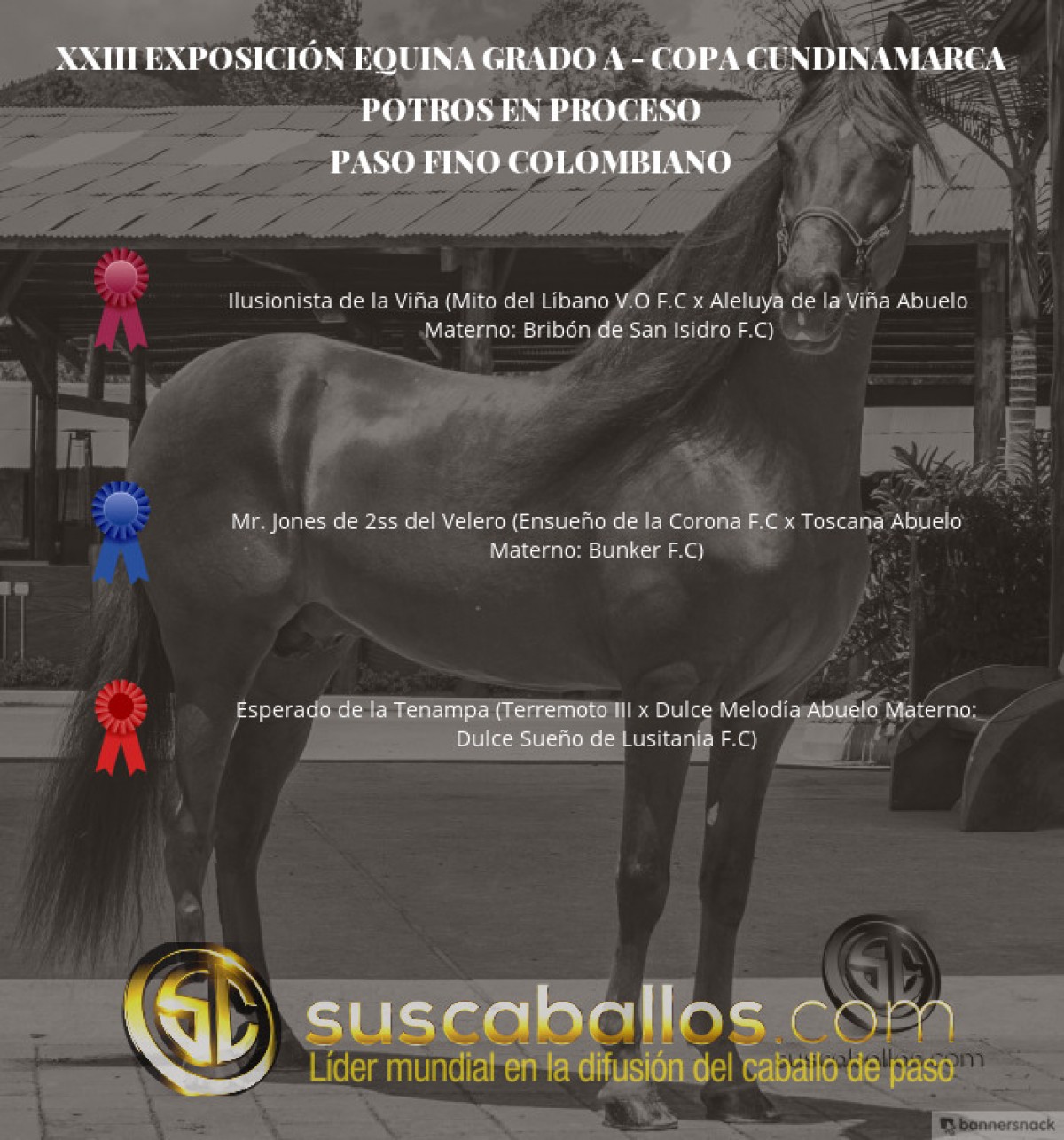 VÍDEO: Ilusionista Mejor, Mr. Jones 1P, Paso Fino Colombiano, Copa Cundinamarca