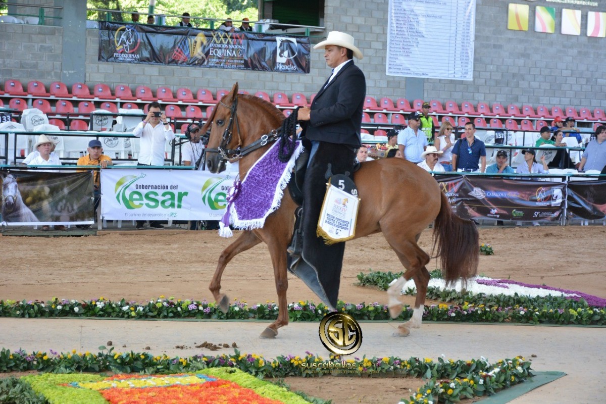 VÍDEO: L.M Amatista Mejor, Serpentina 1P, Trote Y Galope, Nacional 2018