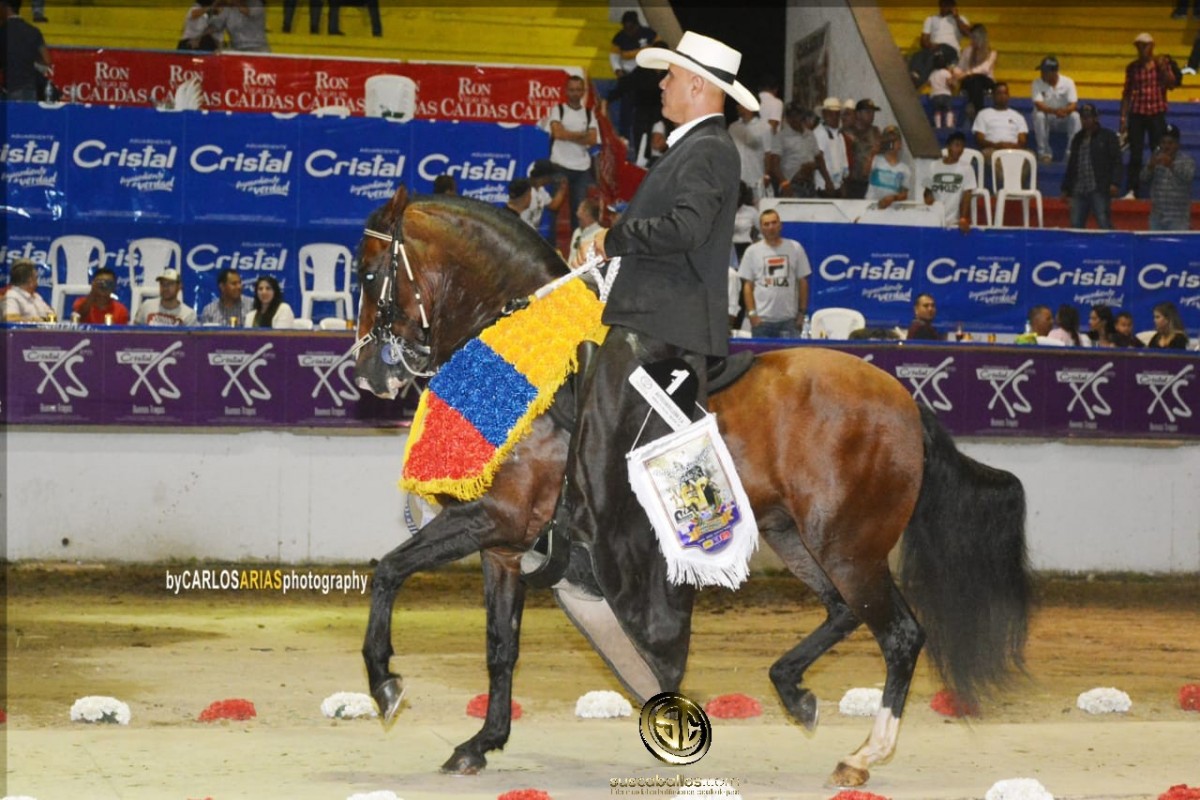 V&Iacute;DEO: Jaque del Limonar Gran Campe&oacute;n Trote Y Galope, Armenia 2018