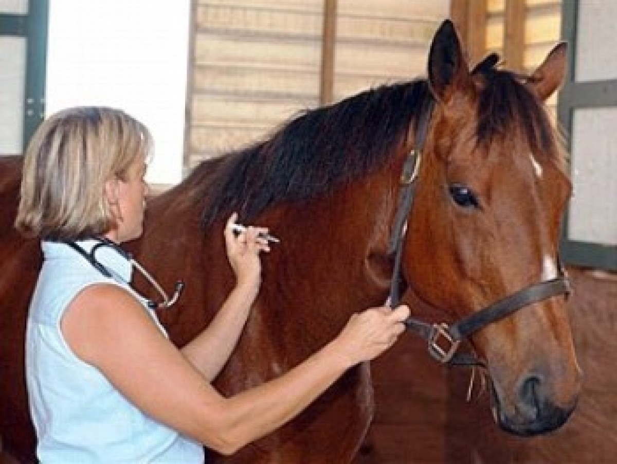 Parásitos Internos del Caballo – Prevención y Control