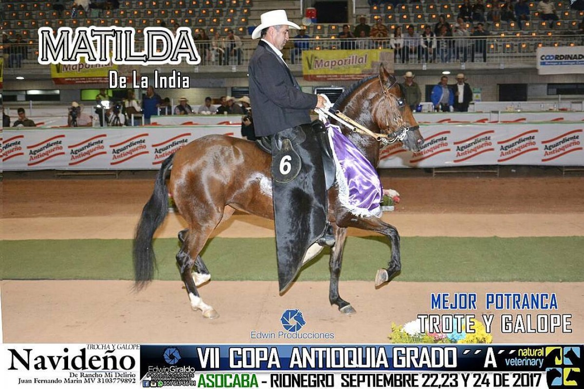 V&Iacute;DEO: Matilda Mejor, Obsesi&oacute;n 1P, Potrancas Trote Y Galope,VII Copa Antioquia
