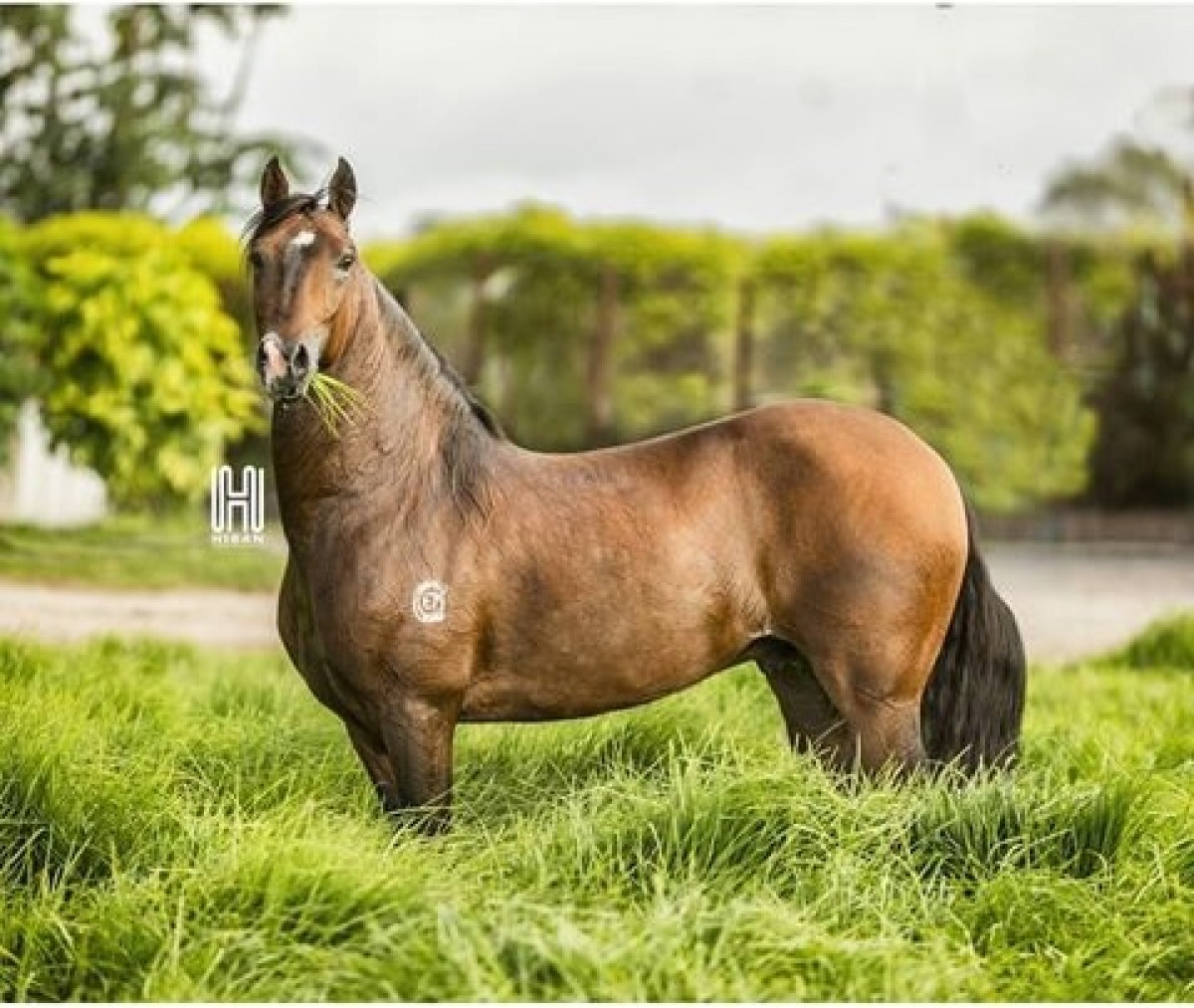 Comunicado # 2 Reproductor Barrabas De Los Acantos