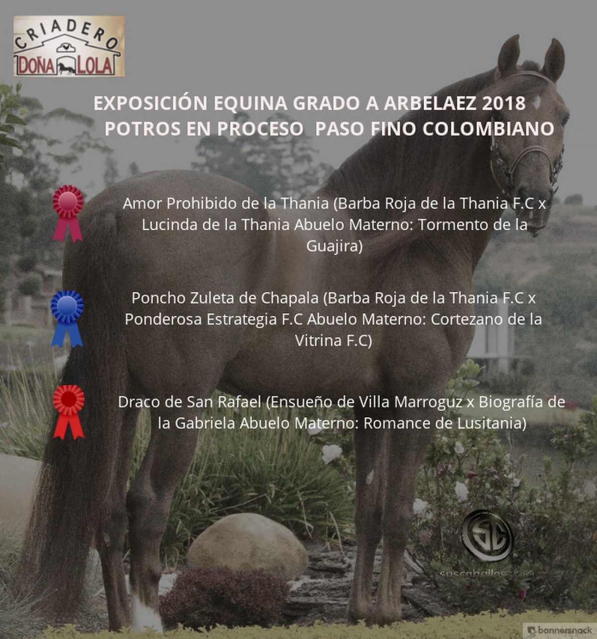 V&Iacute;DEO: Amor Prohibido Mejor, Poncho 1p, Potros Paso Fino Colombiano, Arbel&aacute;ez