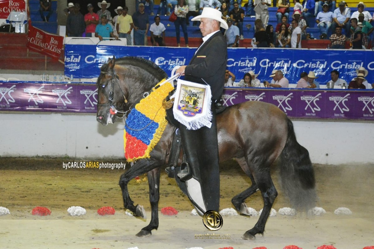 VÍDEO: Travieso Hijo de Aarón Gran Campeón, Trocha y Galope, Armenia