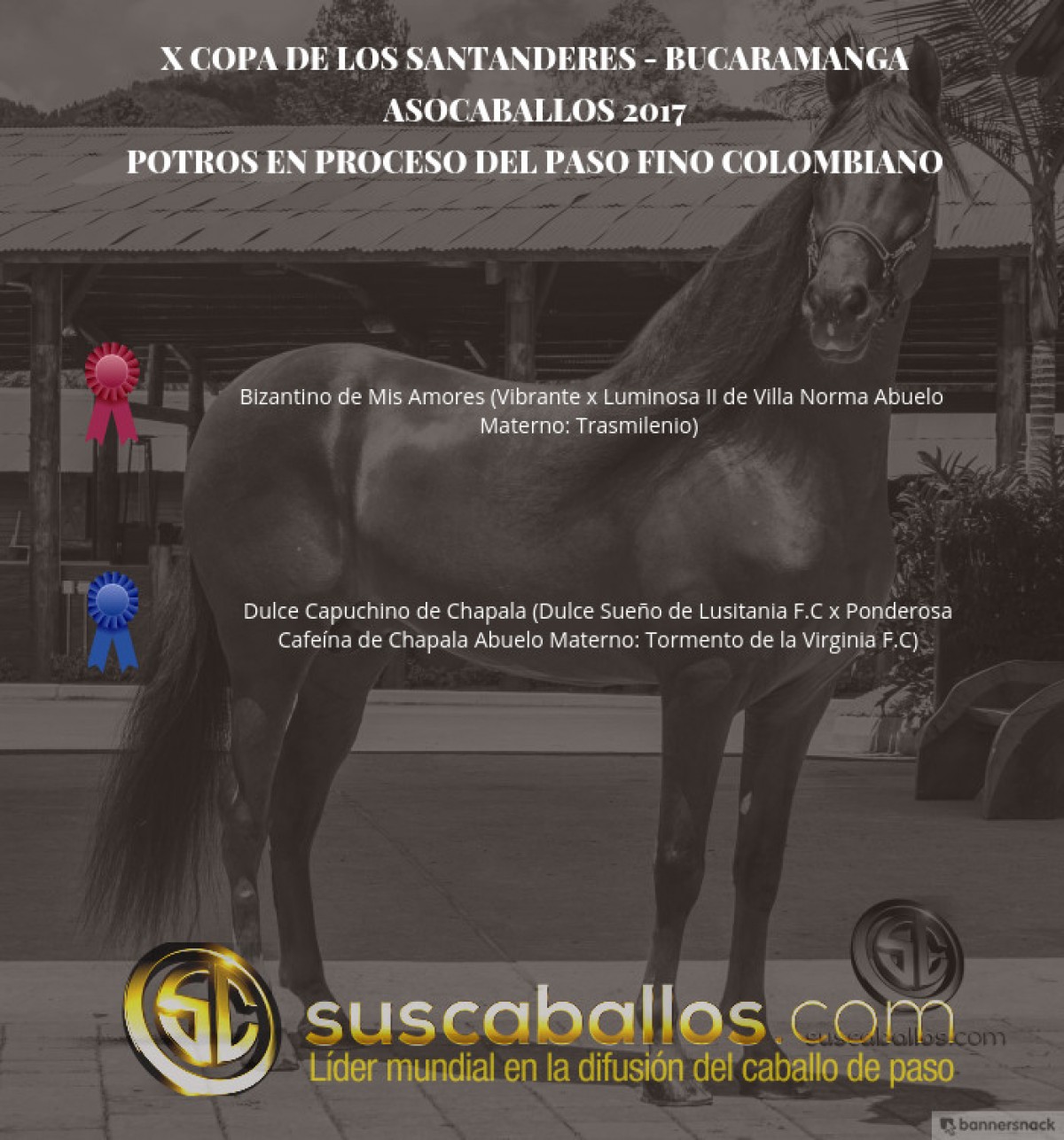 V&Iacute;DEO: Bizantino Mejor, Dulce Capuchino 1P, Potros Del Paso Fino, Bucaramanga