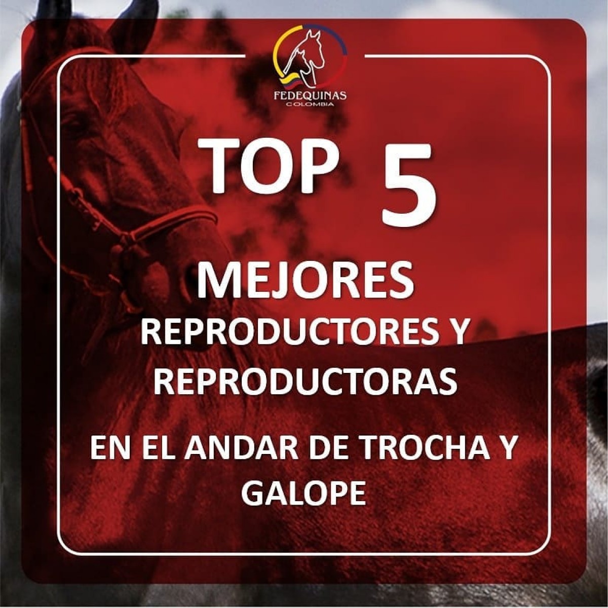 Top 5 mejores reproductores y reproductoras en el andar de trocha y galope