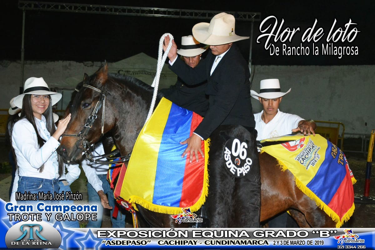 FOTOS: Exposición Equina Grado B, Cachipay -Asdepaso 2019