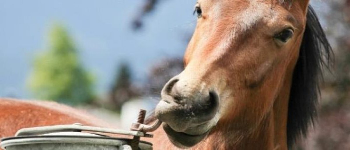 Motiva la curiosidad natural de tu caballo