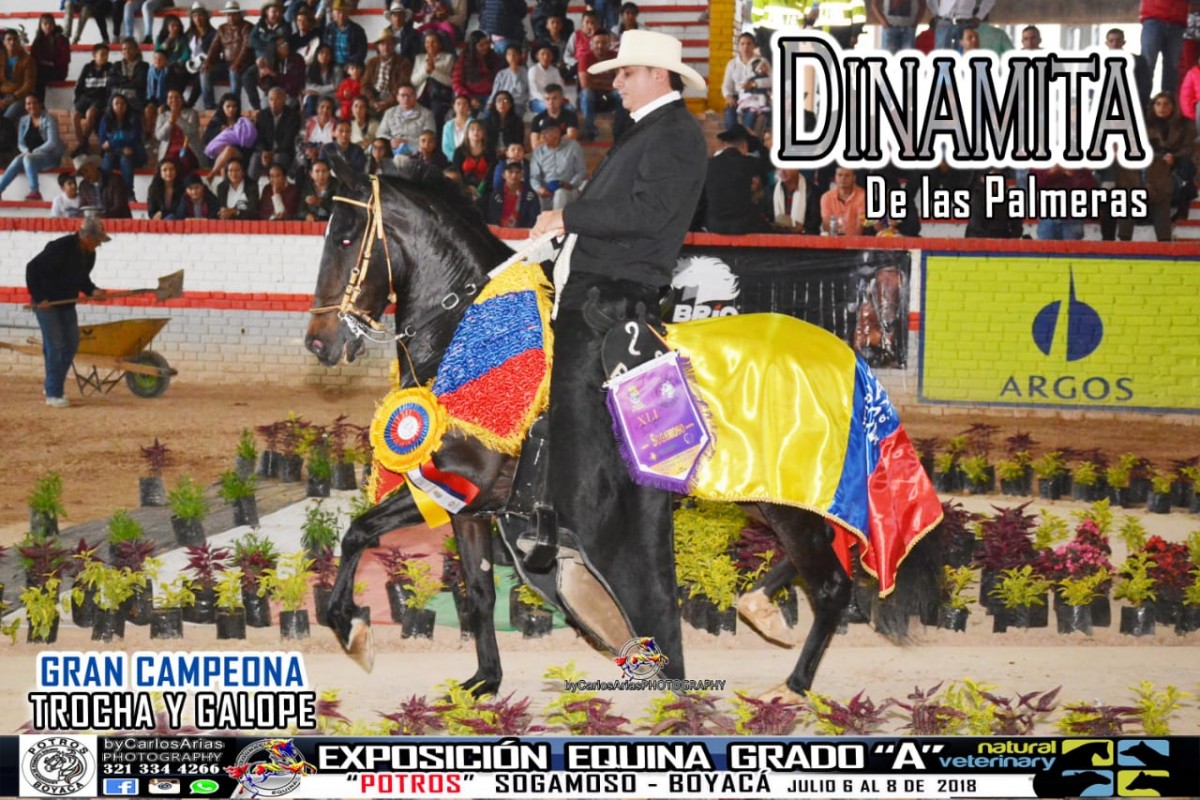 VÍDEO: Dinamita Campeona, Refinera Reservada, Trocha Y Galope, Sogamoso Grado A