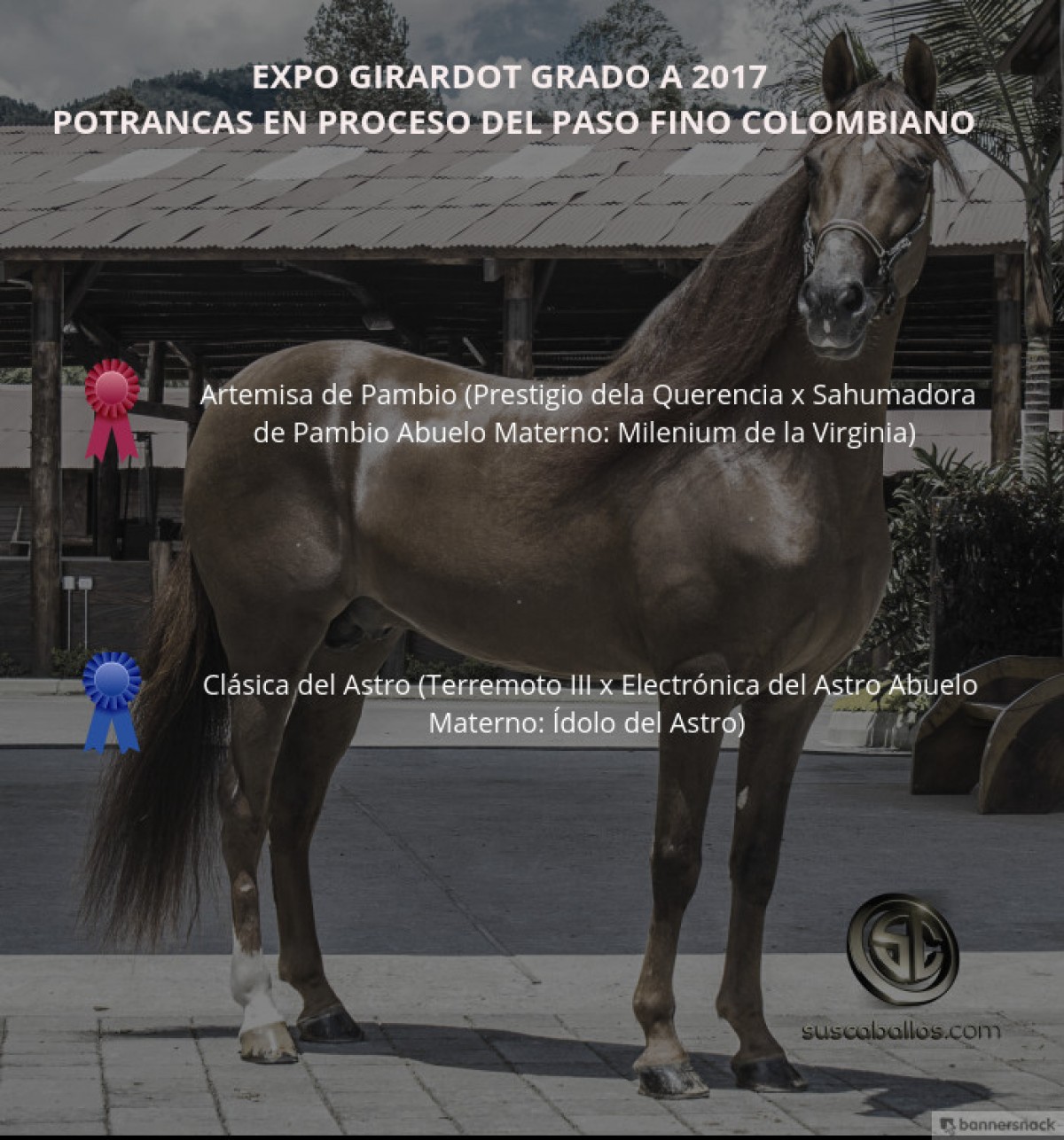 VÍDEO: Artemisa Mejor, Clásica 1P, Potrancas Del Paso Fino, Expo Girardot 2017