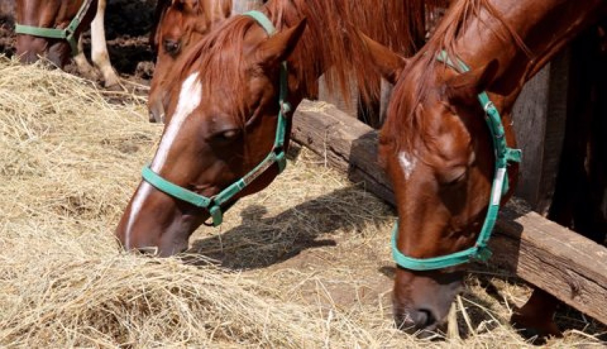 Estas Son Las Desventajas De Incluir El Silo En La Dieta Permanente