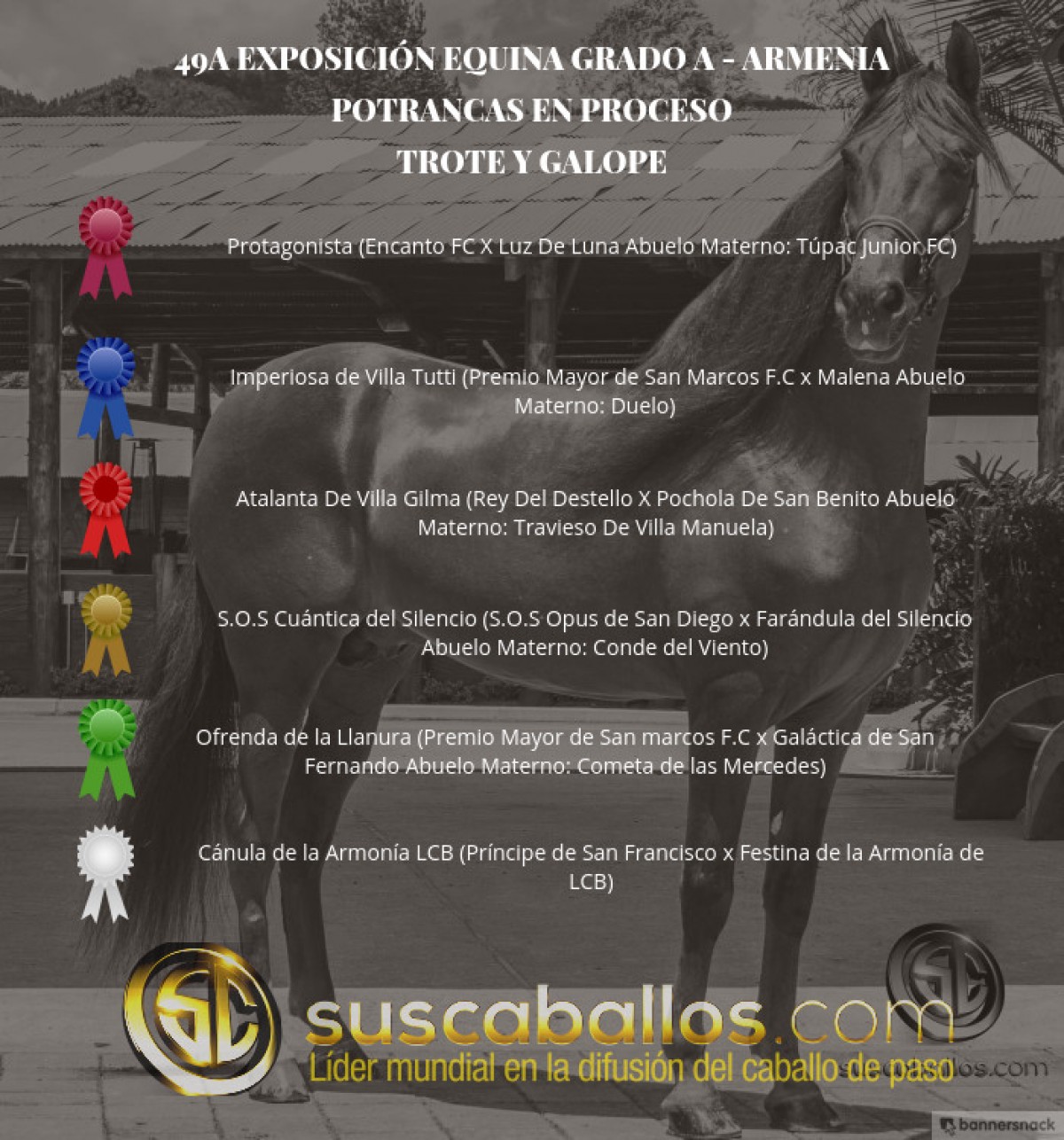 V&Iacute;DEO: Protagonista Mejor, Imperiosa 1P, Potrancas De Trote Y Galope, Armenia