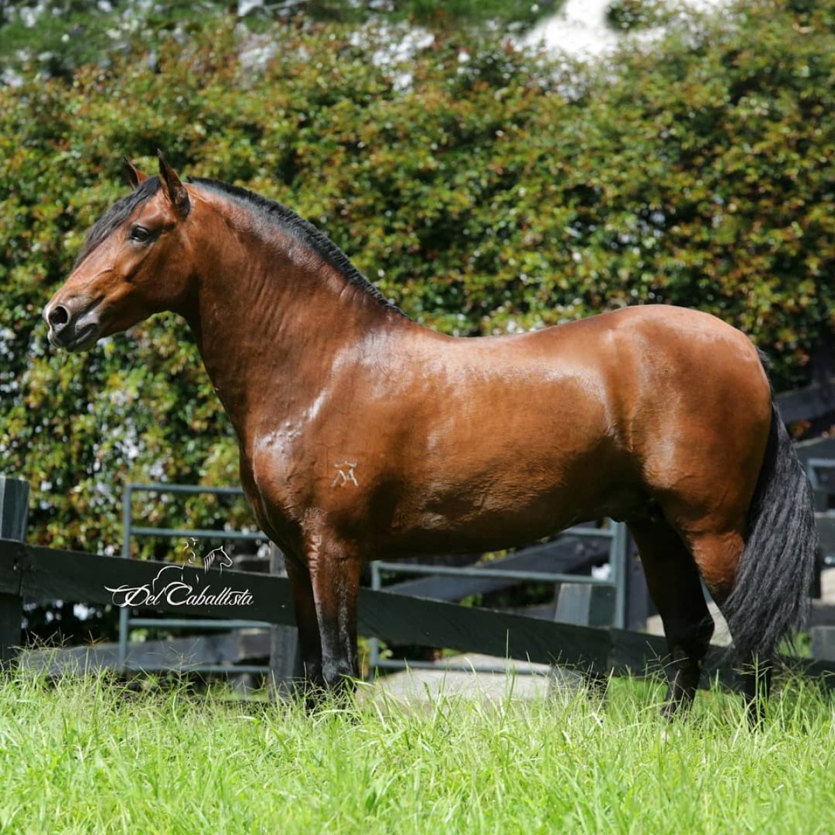 Lucero de Sol del Criadero El Para&iacute;so