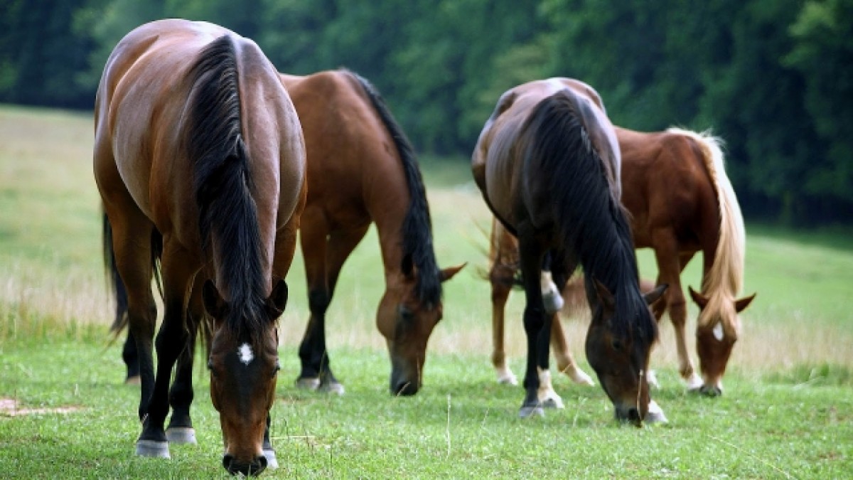 VÍDEO: Como Alimentar Al Caballo De Forma Balanceada