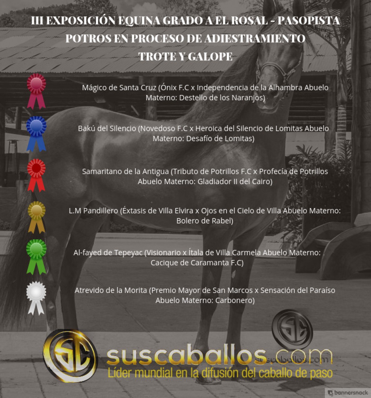 V&Iacute;DEO: M&aacute;gico Mejor, Bak&uacute; 1P, Potros Del Trote Y Galope, III Exposabana 2017