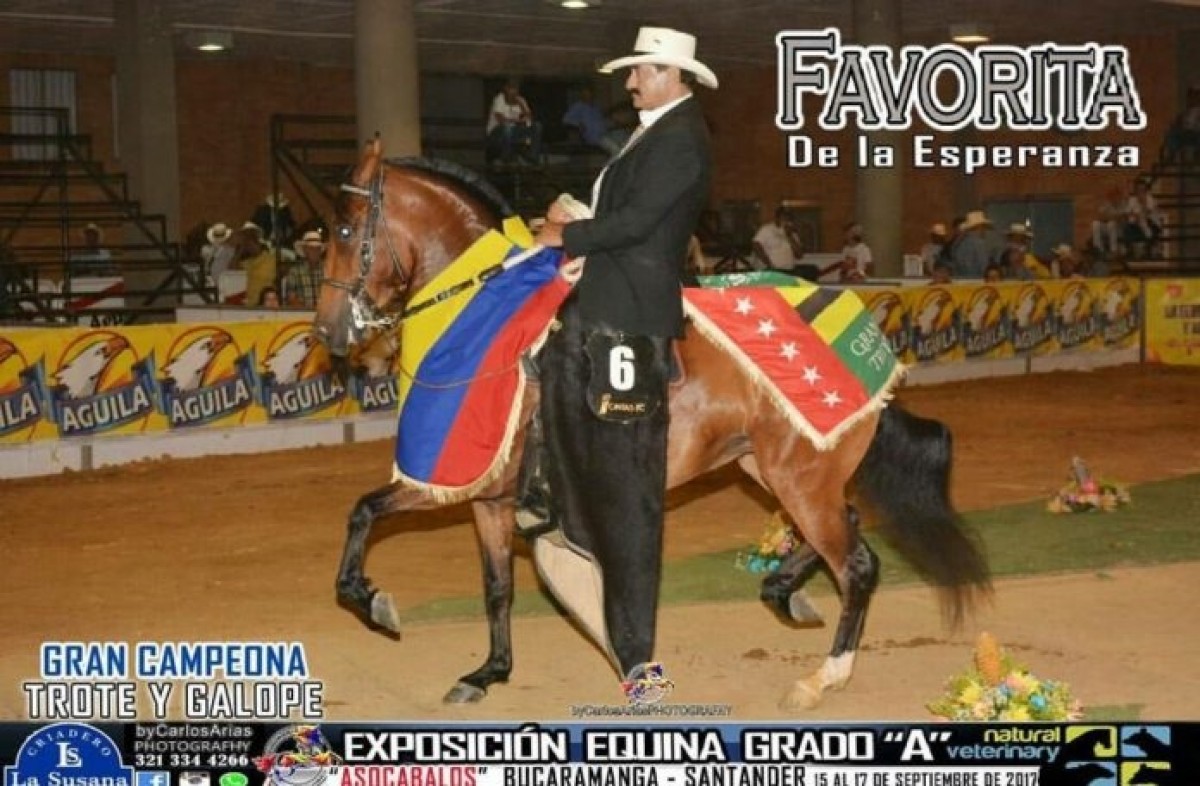 V&Iacute;DEO: Favorita Campeona, Ilucion Reservada, Trote y Galope- Bucaramanga 2017