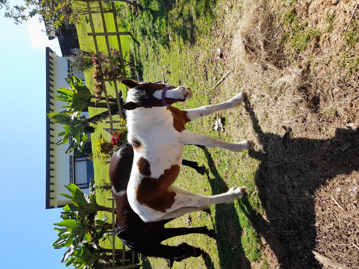 Hermosa potranca de 1 año hija de bohemio de la reserva(gypsy vanner) x español