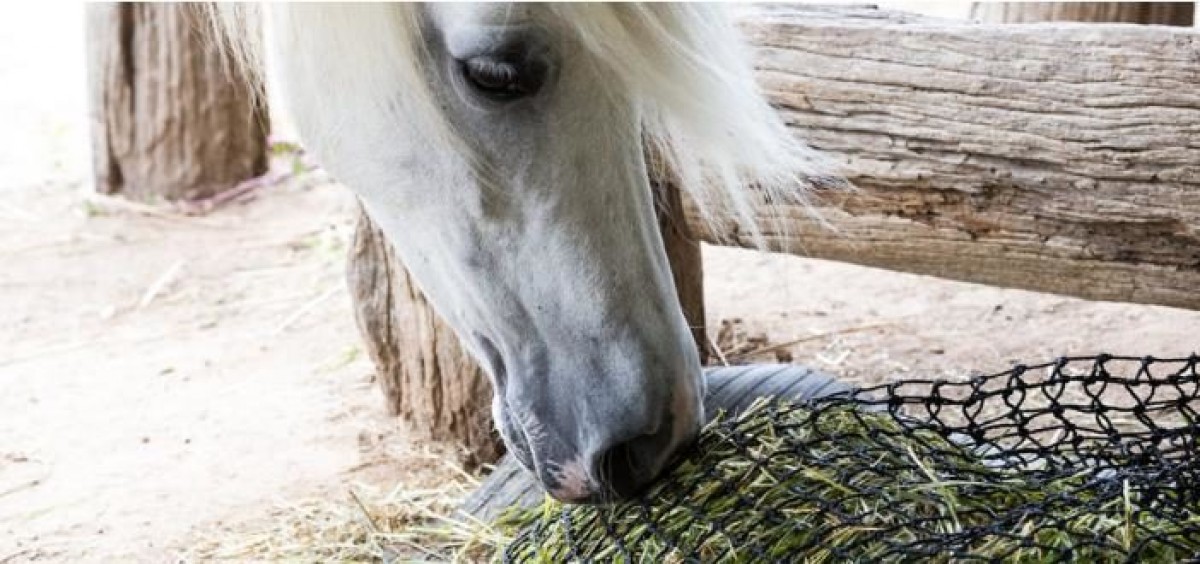 Ralentiza la alimentación de tus caballos durante la noche
