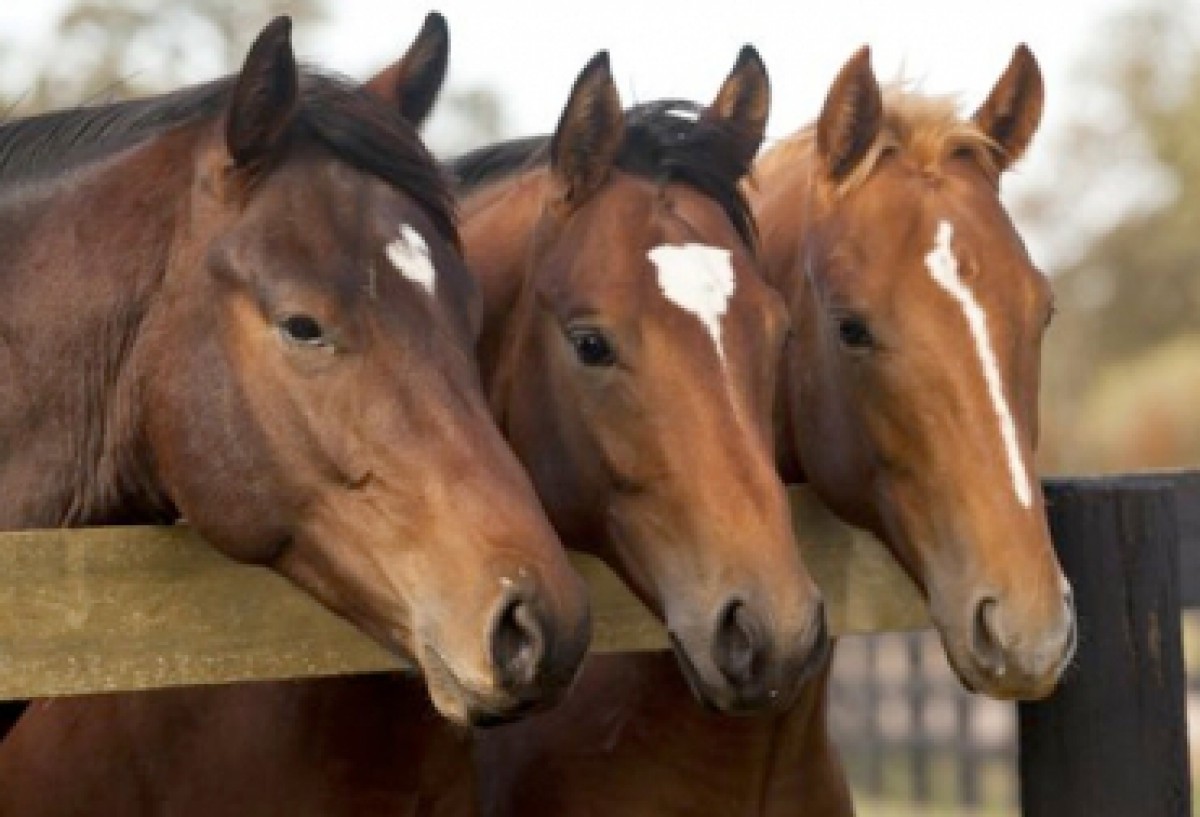 Mejoramiento Genético De Equinos Para Vaquería