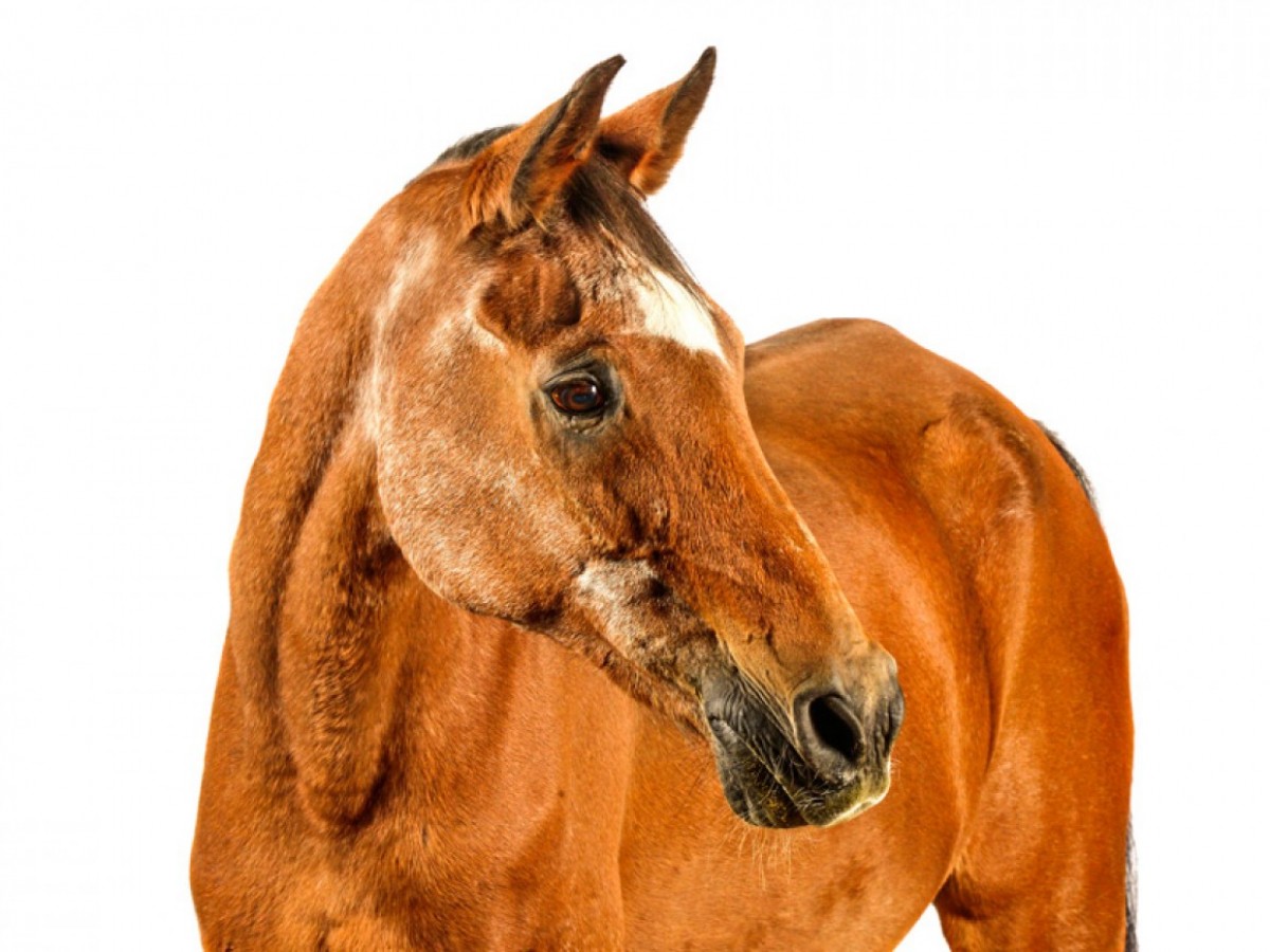 C&oacute;mo envejece el caballo