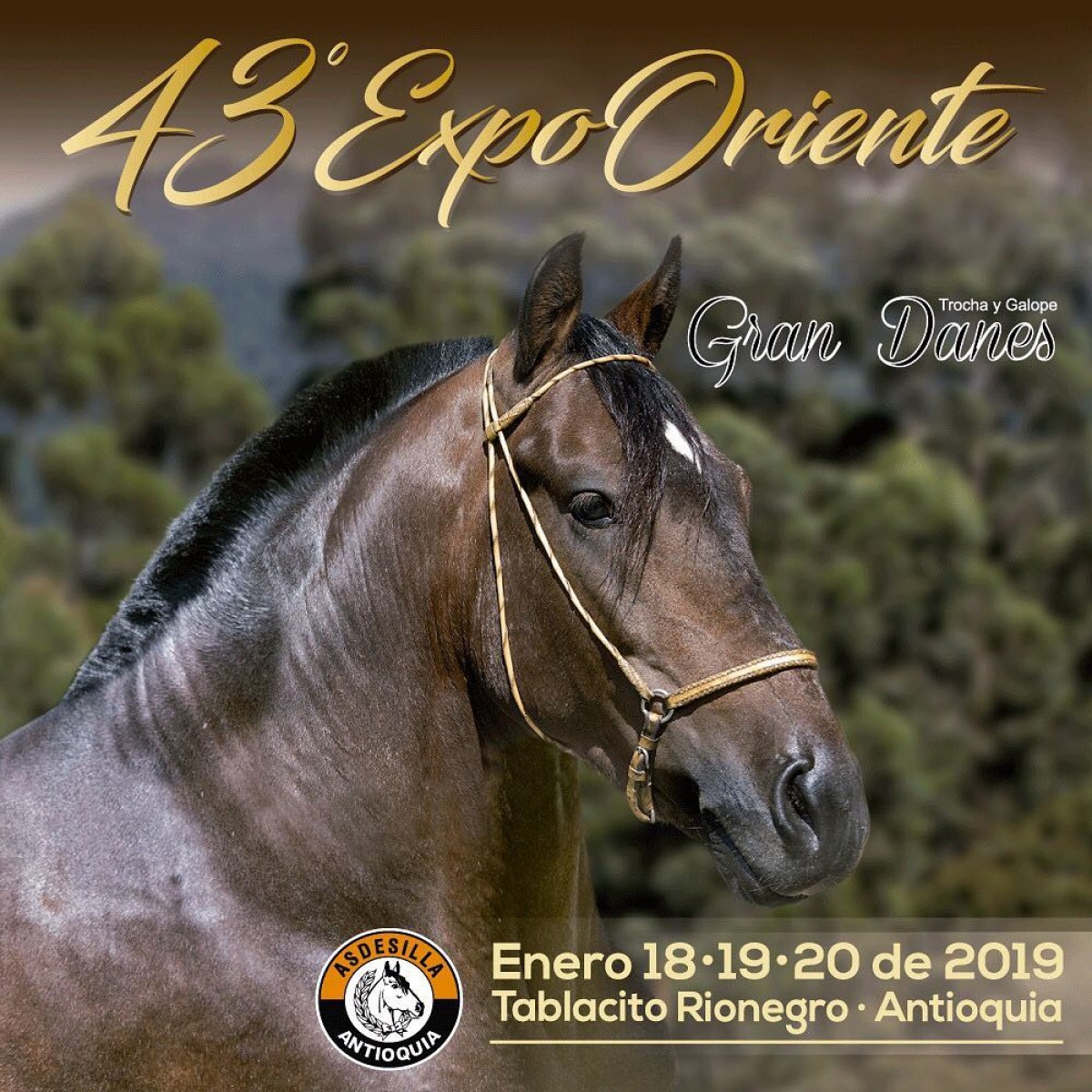 RESULTADOS 43a ExpoOriente Grado A, Asdesilla, 2019 -  PASO FINO COLOMBIANO