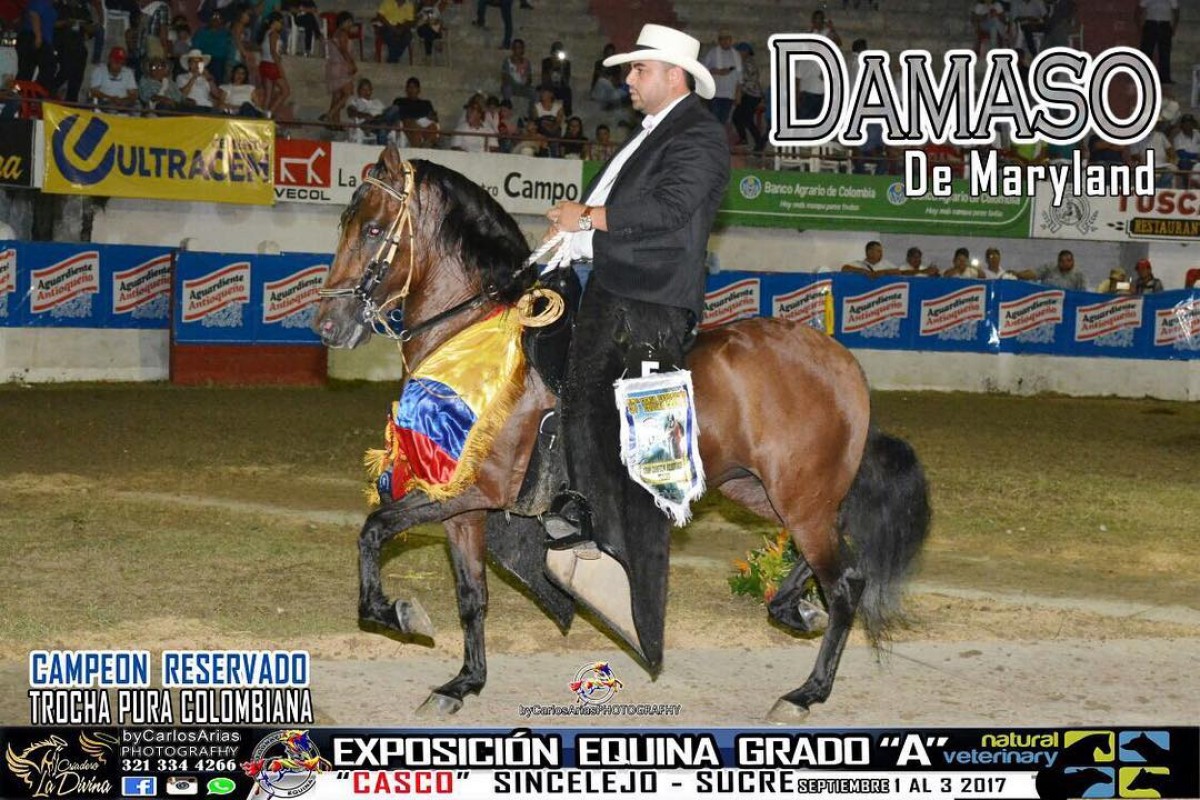 VÍDEO: Damaso De Maryland Campeón Reservado De la Trocha, Sincelejo 2017