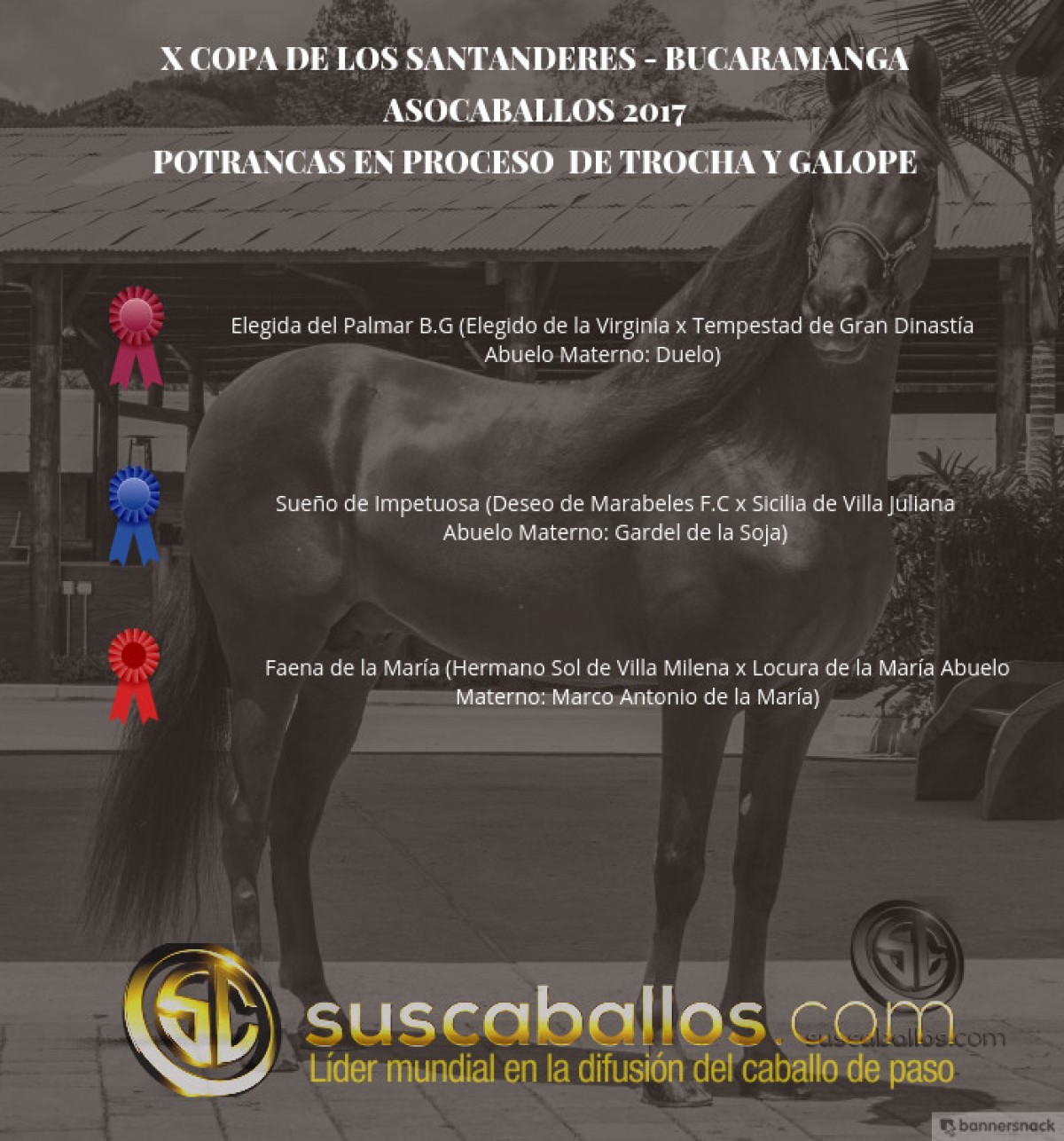 V&Iacute;DEO: Elegida Mejor, Sue&ntilde;o 1P, Potrancas De Trocha Y Galope, Bucaramanga 2017
