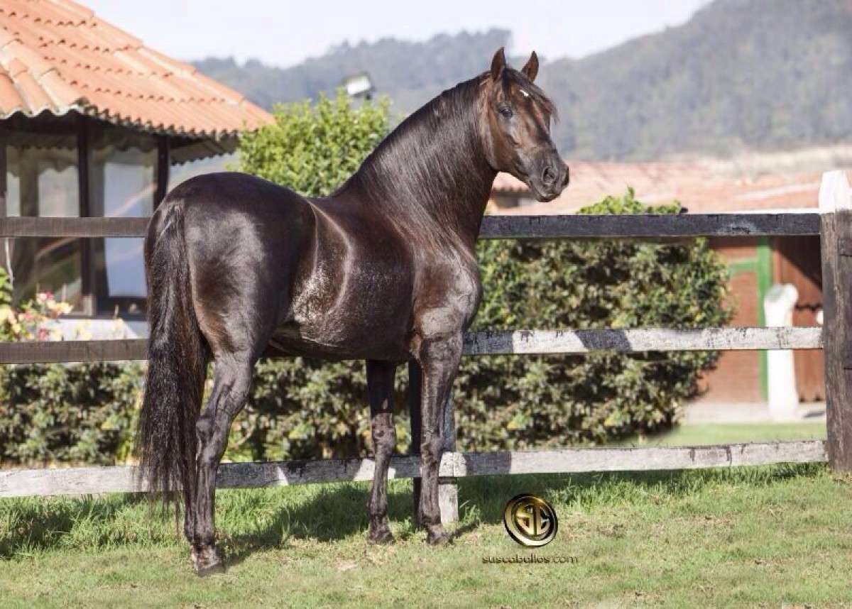 VÍDEO: Terremoto III Y Su Nuevo Chalán