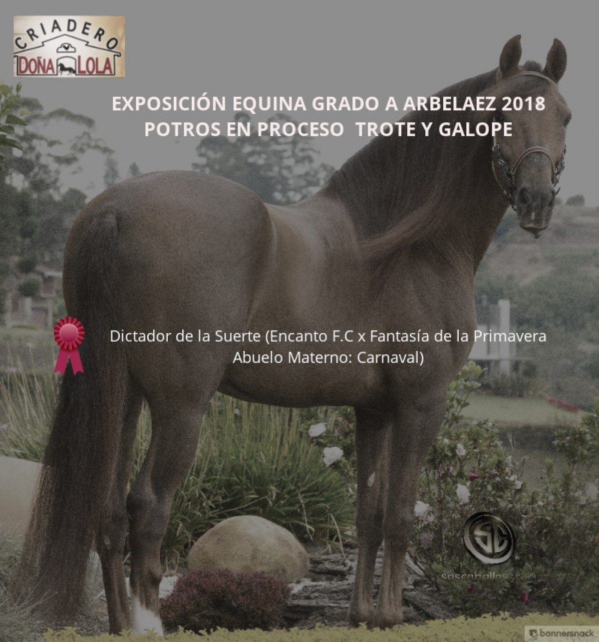 VÍDEO: Dictador Hijo de Encanto Mejor Potro de Trote Y Galope, Arbeláez