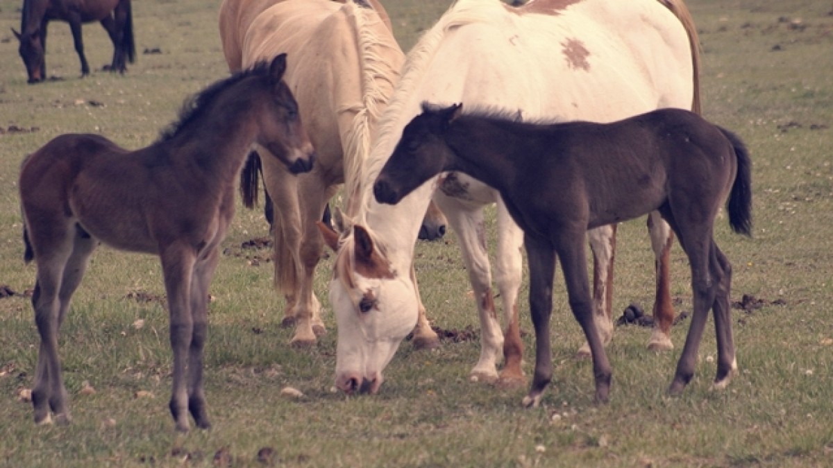 La importancia de la socialización para el caballo de deporte