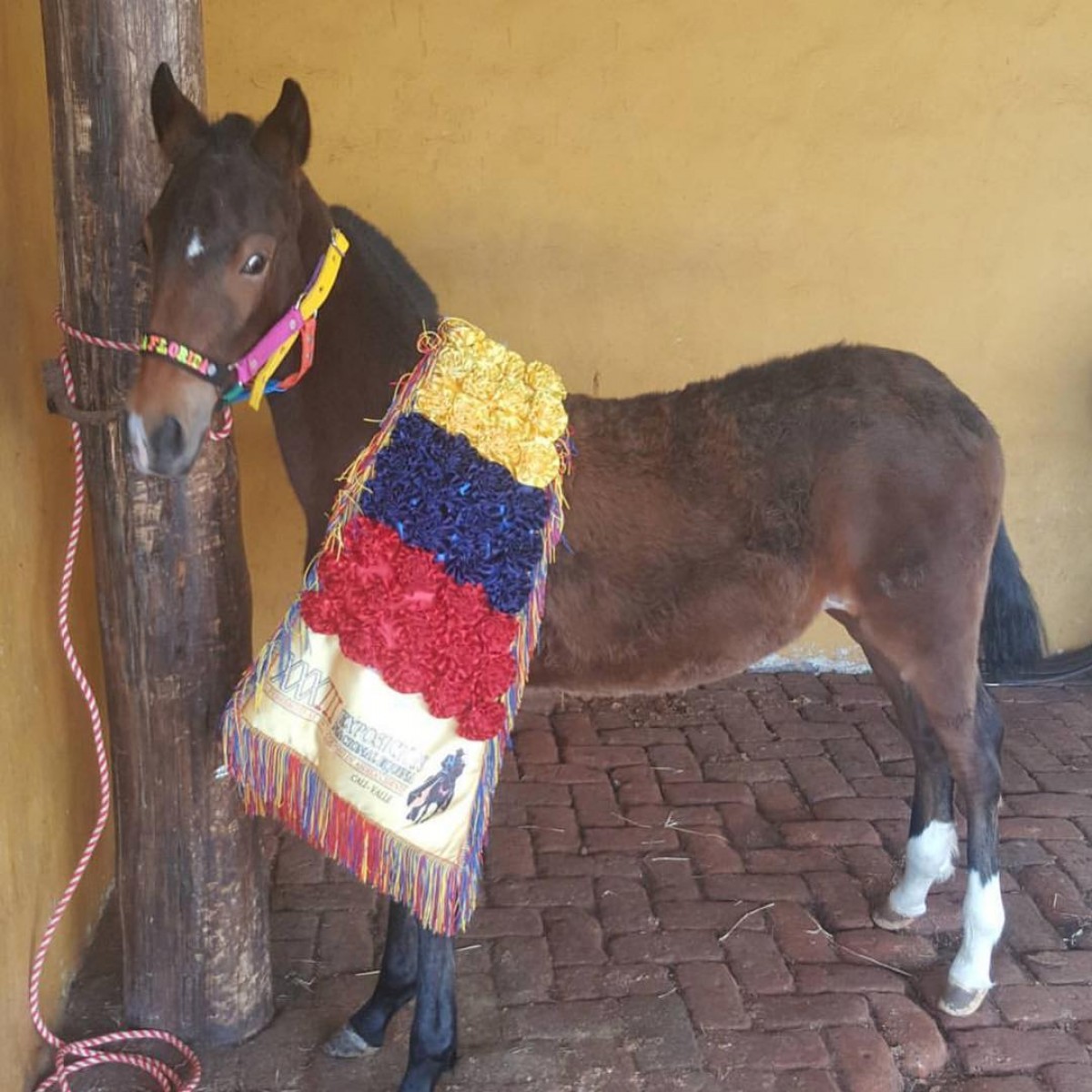 VÍDEO: Nuevo Tourbillon De La Florida Potro Promesa Del Criadero la Florida