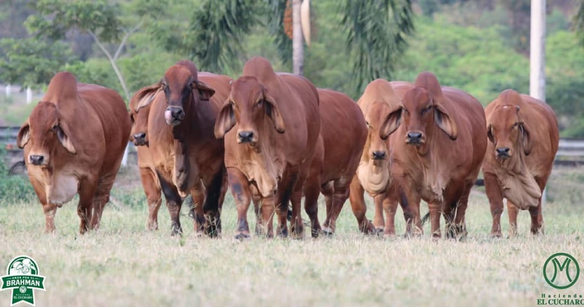 TRANSMISIÓN: "Amor por el Brahman 2019"