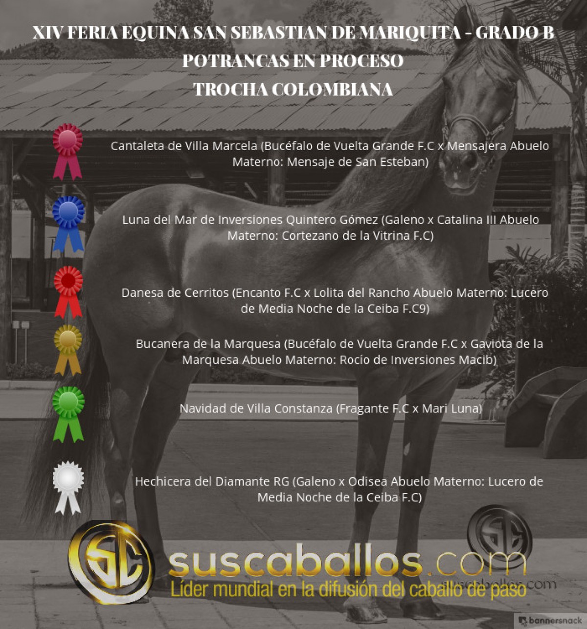 V&Iacute;DEO:Cantaleta Mejor, Luna 1P, Potrancas Trocha,Grado B San Sebastian Mariquita