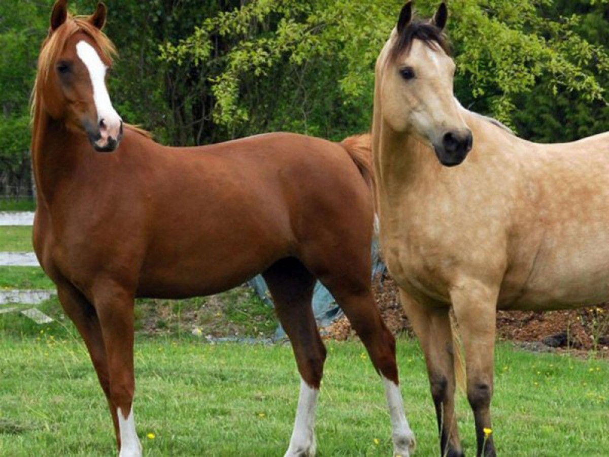 Cómo potenciar el sistema de calefacción innato de tu caballo