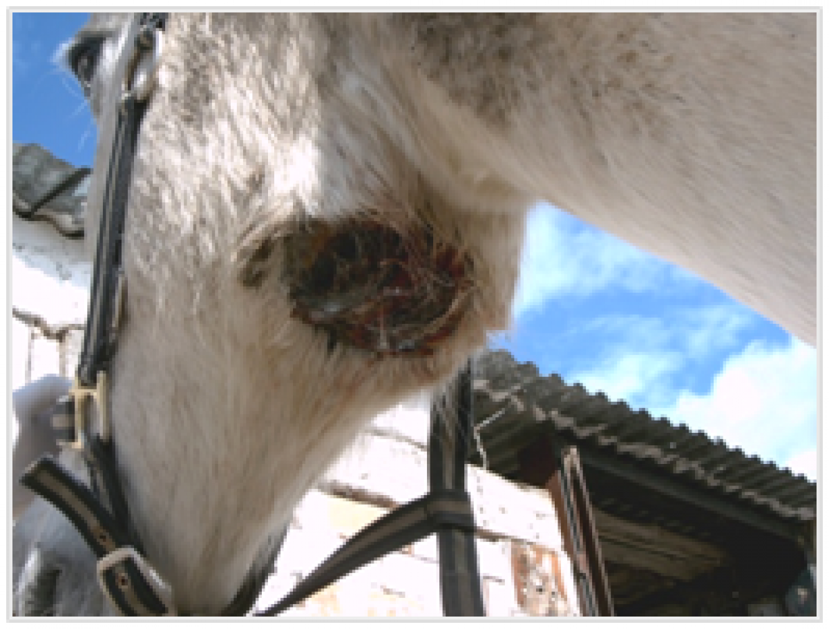 Conozca Sobre la Papera Equina