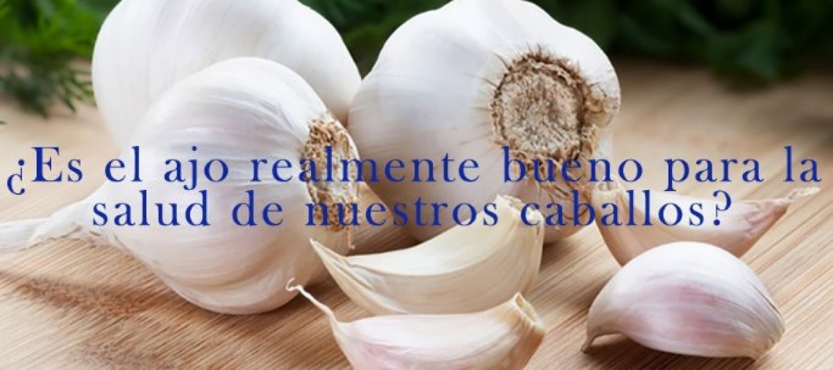 ¿Es bueno dar ajo a nuestro caballo?