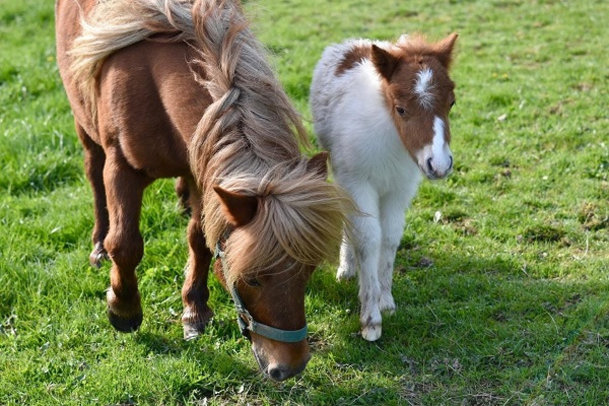 EL AUMENTO DE PESO DUPLICA EL RIESGO DE LAMINITIS EN CABALLOS Y PONYS