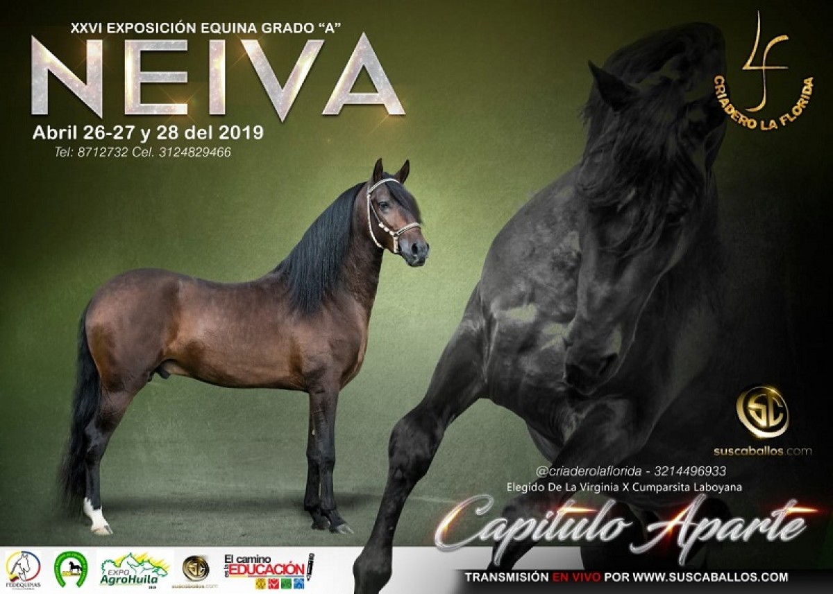 RESULTADOS XXVI Exposición Equina Grado A Neiva 2019 - PASO FINO COLOMBIANO