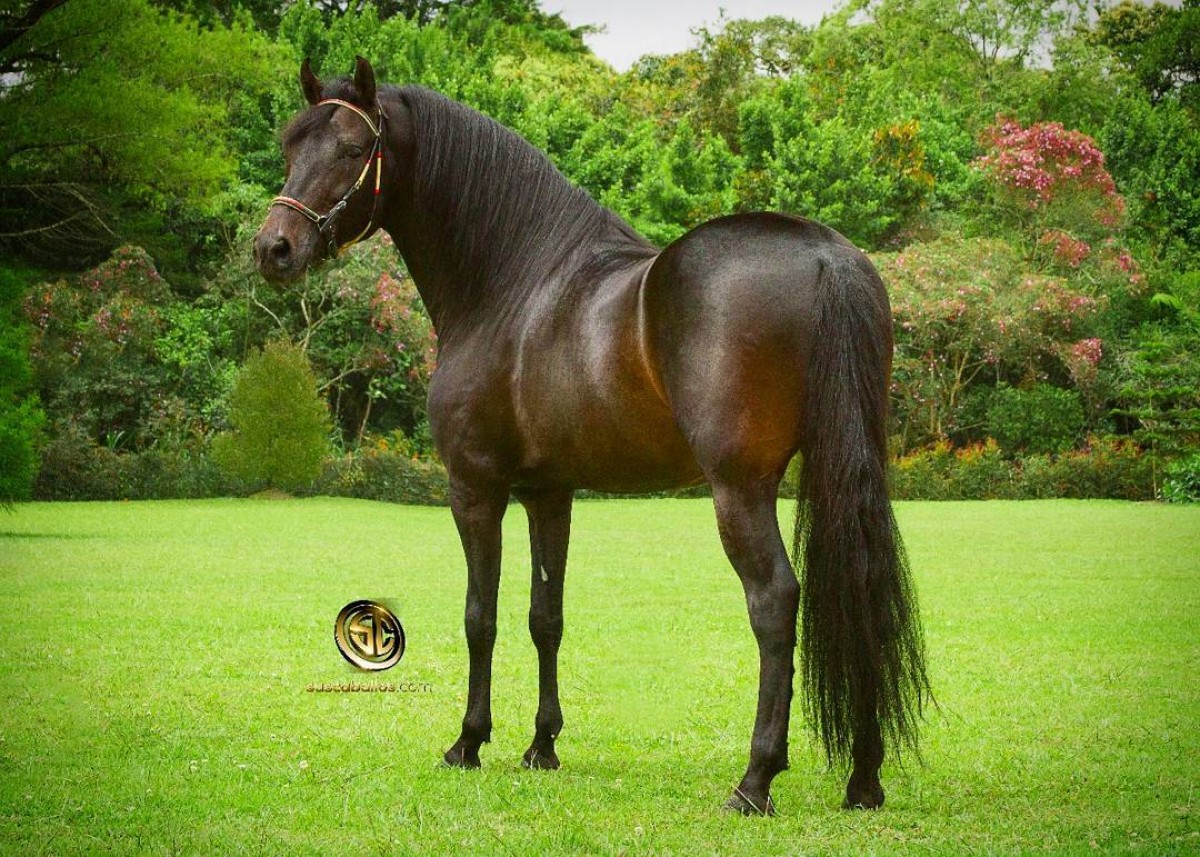 VÍDEO: Dulce Jesús Mío El Reproductor Revelación Del Paso Fino Colombiano