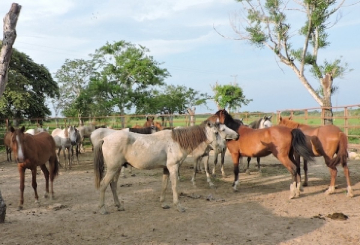 En Arauca adelantan estudio del caballo criollo de la regi&oacute;n