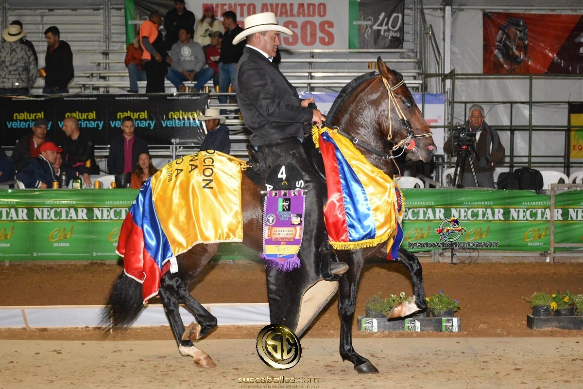 VÍDEO: Prestigio de San Miguel Gran Campeón Trote y Galope, Tenjo Grado A