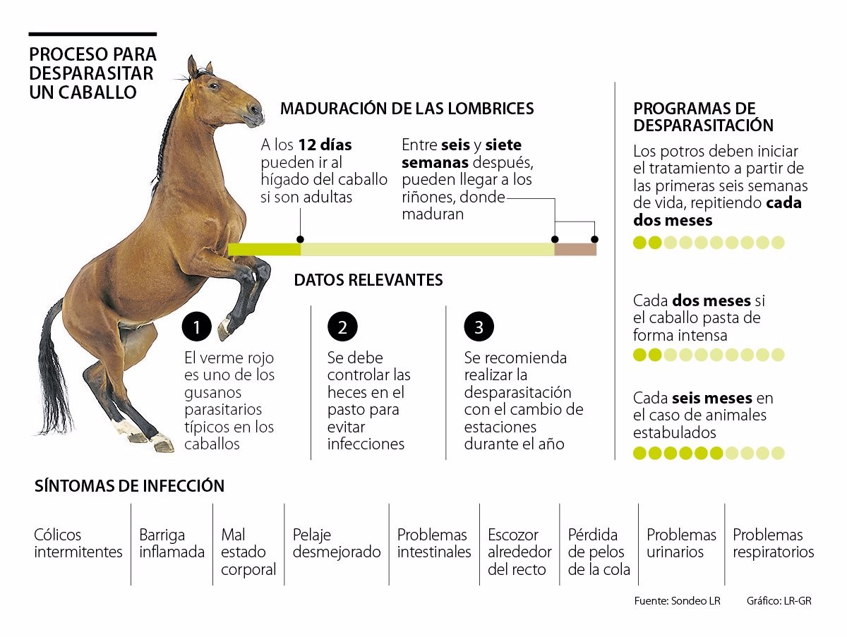 RECOMENDACIONES PARA DESPARASITAR A SUS CABALLOS DE LA FORMA MÁS APROPIADA