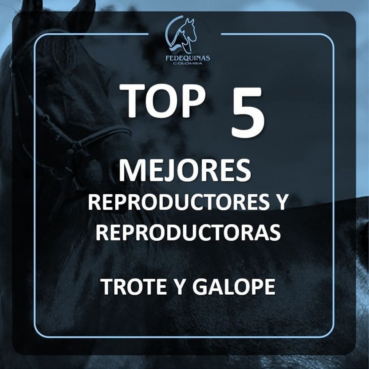 Top 5 mejores reproductores y reproductoras en el andar de Trote y Galope