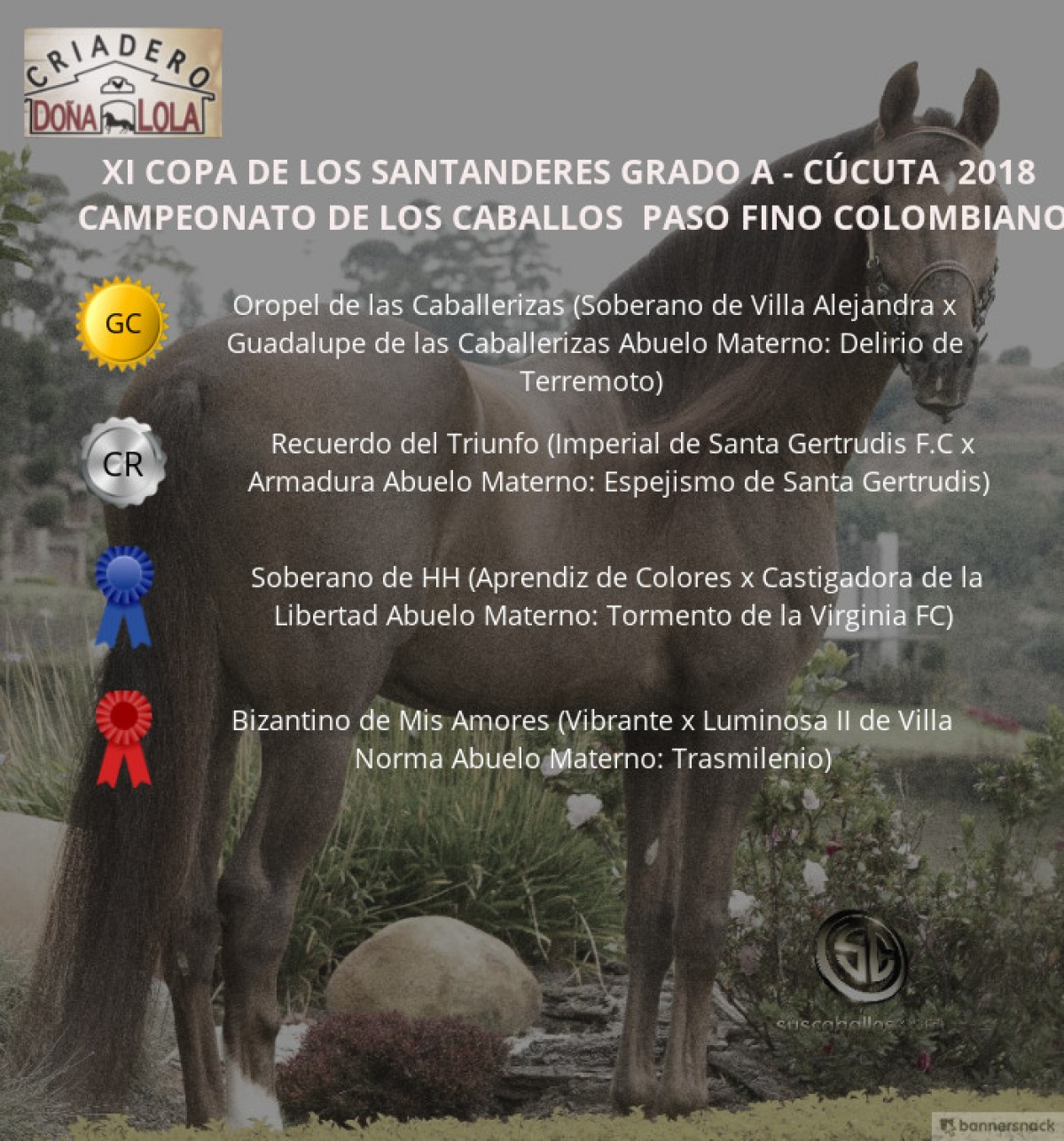 V&Iacute;DEO: Oropel Campe&oacute;n, Recuerdo Reservado, Paso Fino Colombiano, C&uacute;cuta 2018