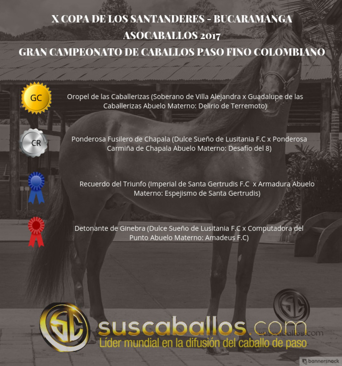 VÍDEO: Oropel Campeón, Ponderosa Fusilero Reservado, Paso Fino, Bucaramanga